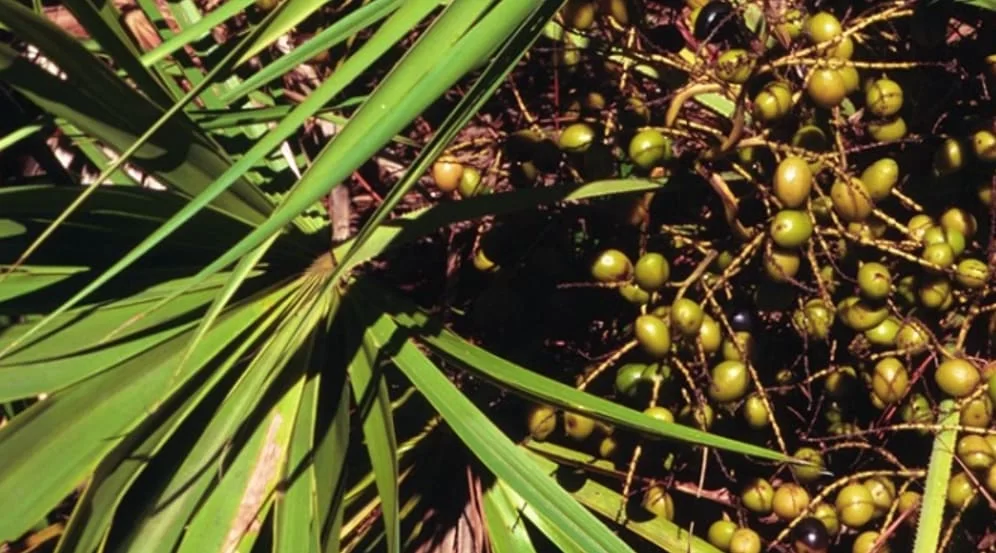 تاج و تخت چای: خرید چای نخل اره‌ای – طعمی باشکوه از شرق به غرب