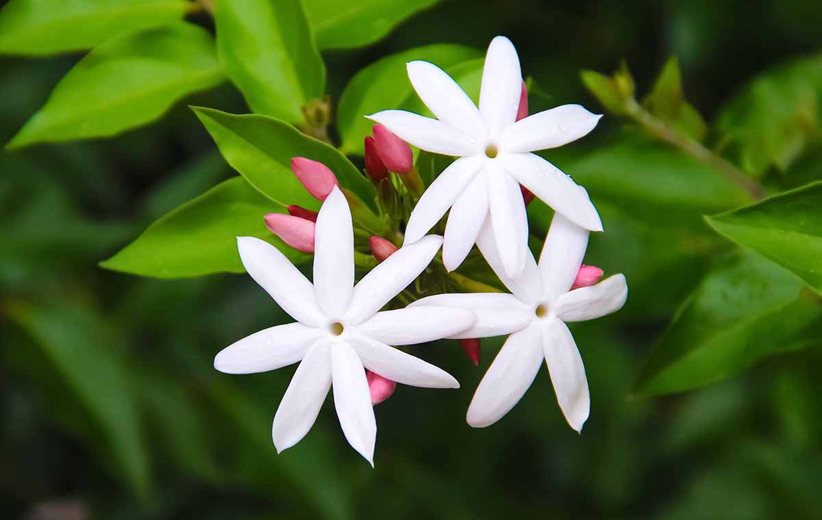 How to Grow Jasmine Indoors Feature