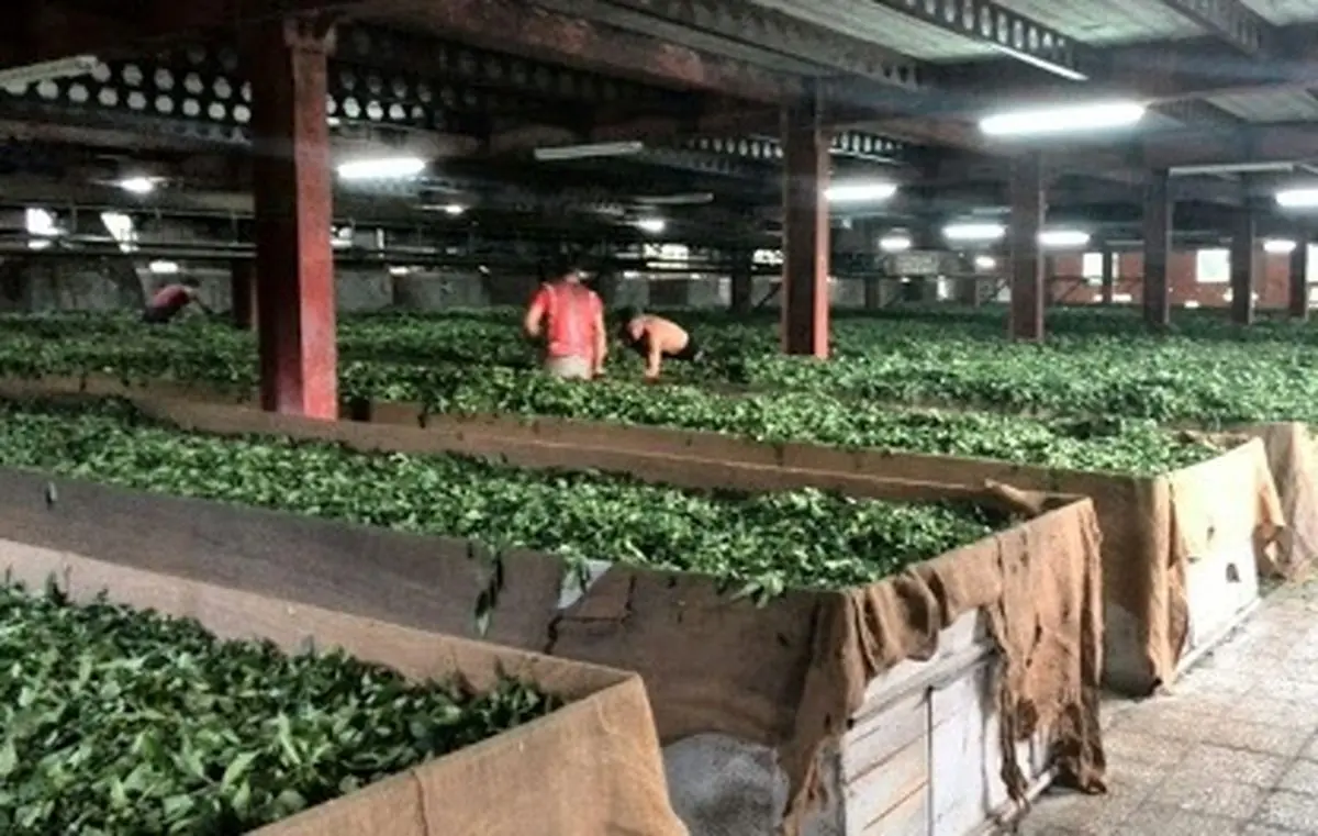 خرید چای از کارخانه: بهترین گزینه برای علاقه‌مندان به چای تازه و ارزان