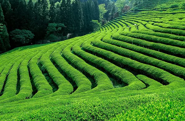 خرید چای لاهیجان: تجربه‌ای متفاوت و ارزشمند