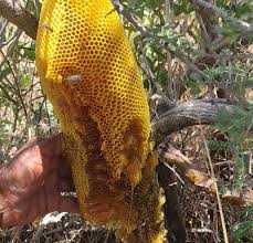 عسل با چوب کبریت: راهی نوین و دقیق در تشخیص اصالت عسل