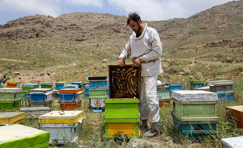 تاثیرات شگفت‌انگیز عسل کوهستان بر سلامتی: گنجی از طبیعت