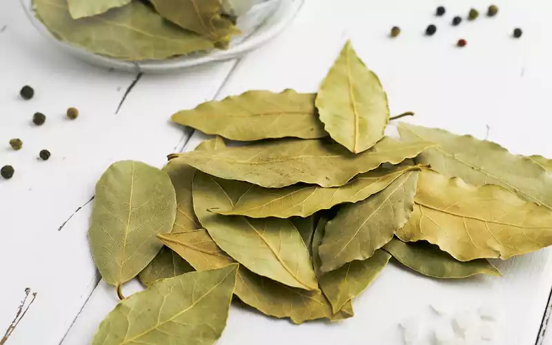 برگ سنا: خواص، کاربردها و تأثیرات آن بر سلامت