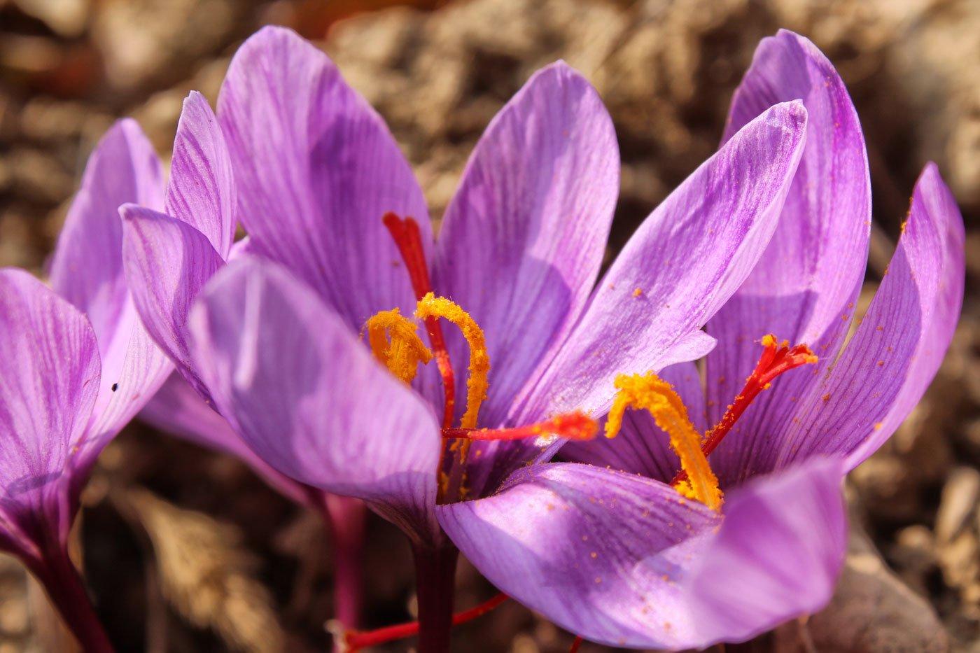 Saffron BaKhanevade.com 02