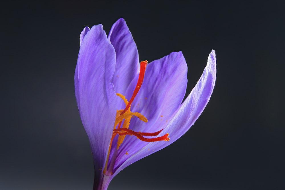 Saffron BaKhanevade.com 03