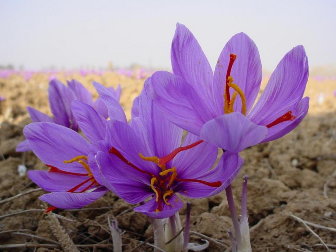 Saffron BaKhanevade.com 04