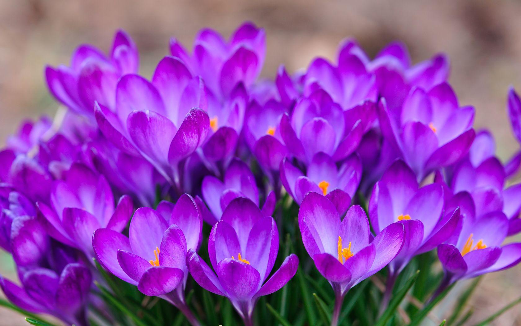 Saffron BaKhanevade.com 05