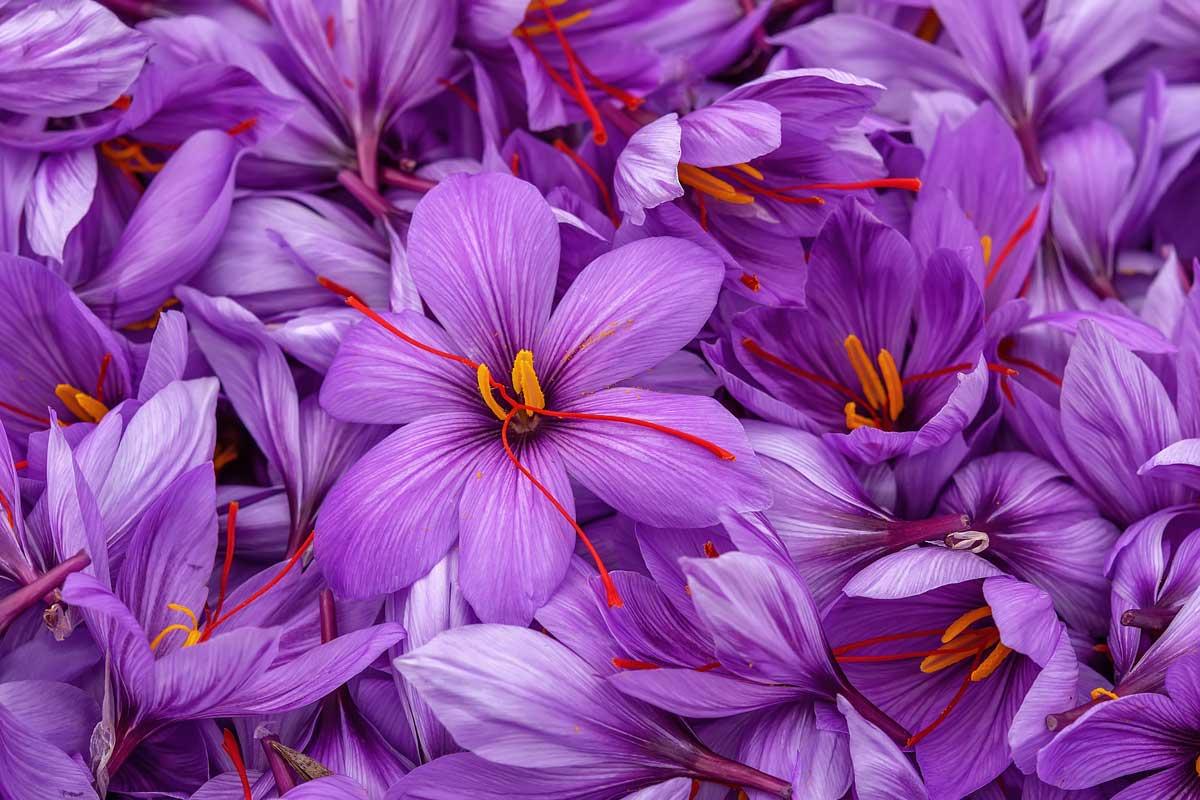 Saffron BaKhanevade.com 13