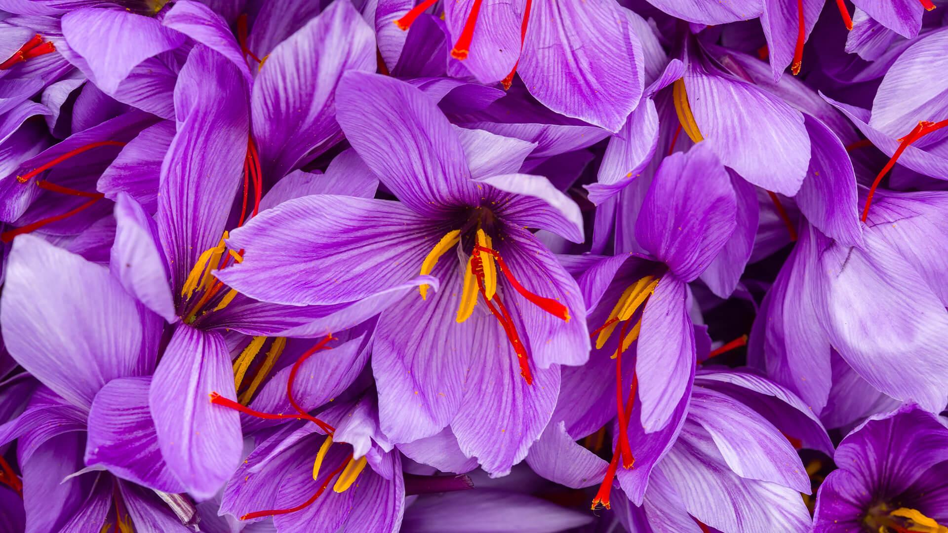 Saffron BaKhanevade.com 14